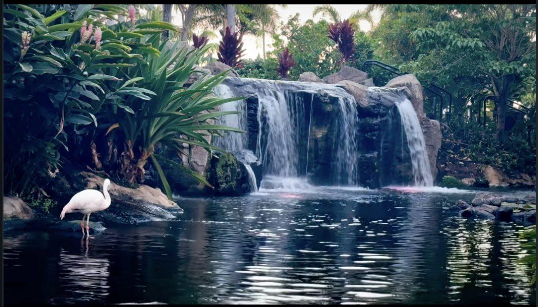 A flamingo beside a waterfall